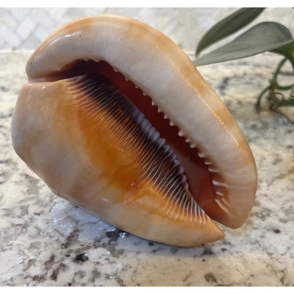 Natural Bullmouth Helmet Bull's Mouth Conch Shell Cypraecassis Rufa Tank‎ Decor